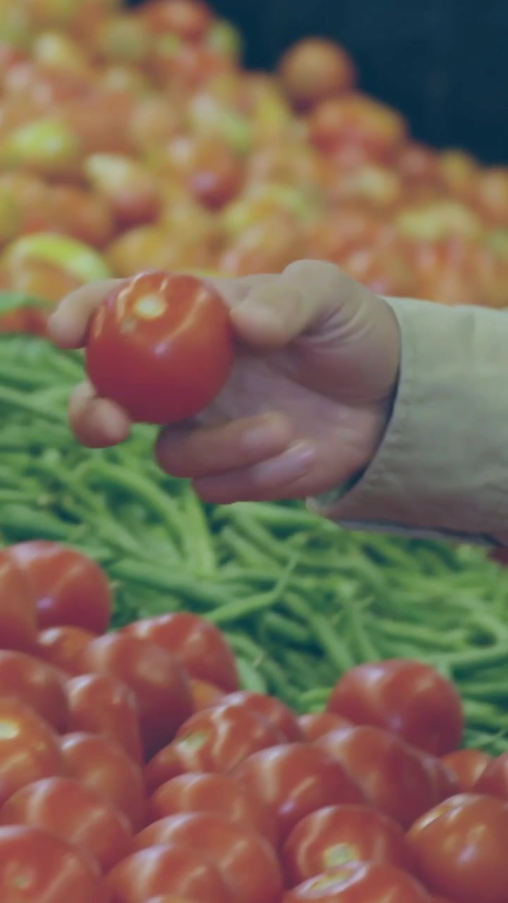 Video verticale: Selezione manuale di pomodori con grafici che si animano sul mercato mentre un uomo controlla la maturazione.