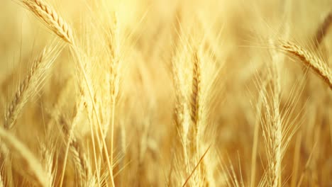 a truly cinematic shot of golden wheat swaying in the summer breeze, bathed in warm sunlight. captures the peaceful, abundant beauty of nature