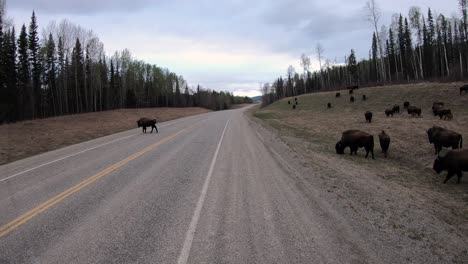 manada de bisontes de madera caminando y pastando a lo largo de la carretera de alaska