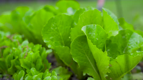 primer plano de lechuga romana con hierba fuera de foco en primer plano