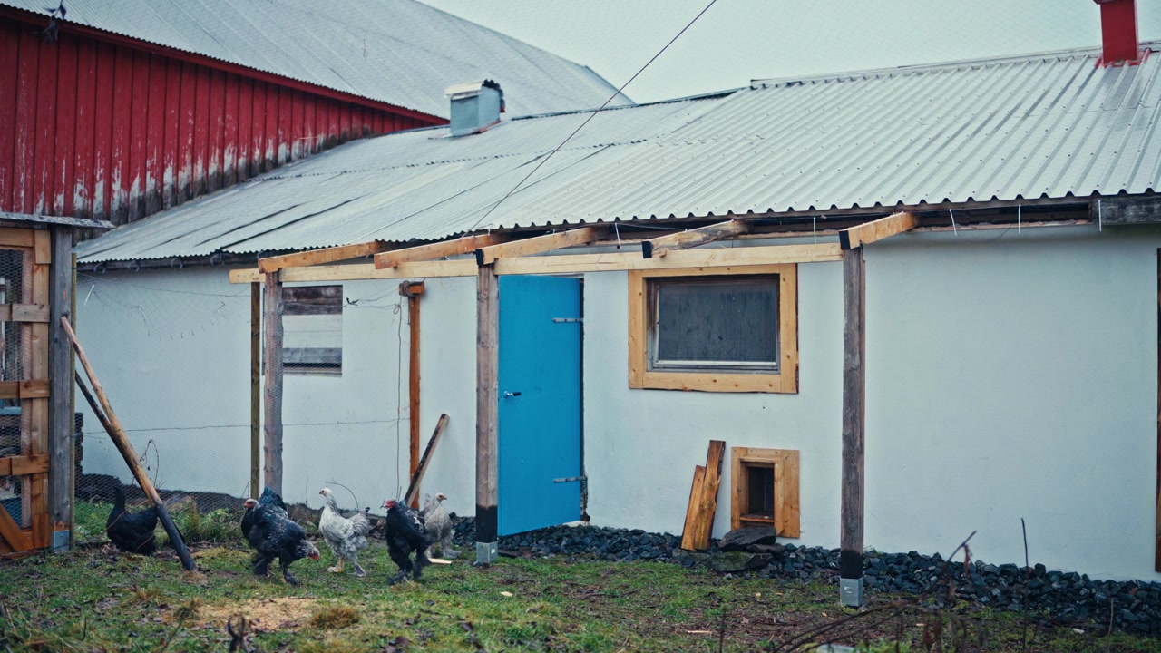 Le galline escono dal piccolo capannone e si muovono liberamente nel cortile vicino alla casa - Inquadratura fissa