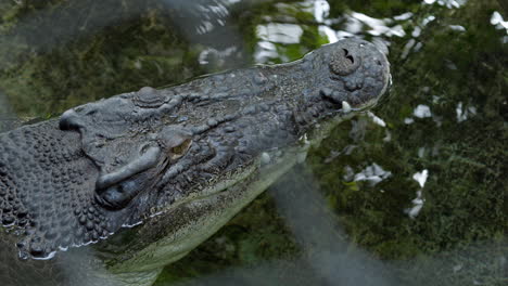 large crocodile lives in captivity at the zoo