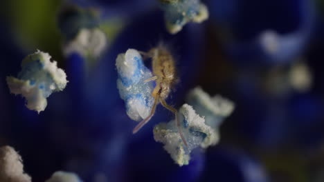 springtail on anther of flower, eating pollen, macro, plant cells visible. extreme magnification. cosmopolitan springtail; entomobrya nivalis; collembola; hydrangea