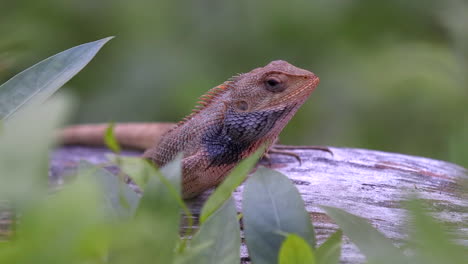 Lagarto-Cambiable-Naranja-Lyng-En-Una-Rama-De-árbol-Primer-Plano