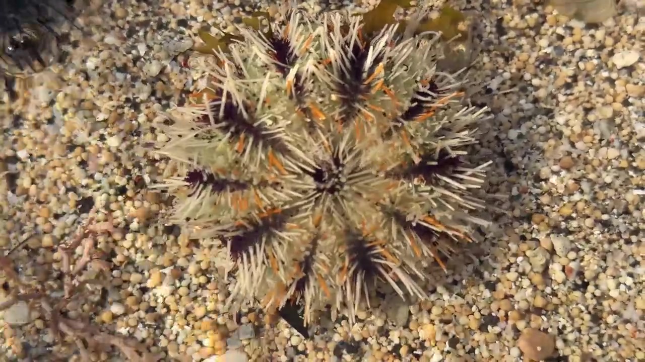 Riccio di mare adagiato sul fondale oceanico sabbioso