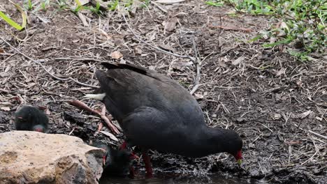 moorhen searches for food by water, interacts with chicks