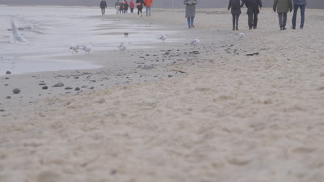 Unrecognizable-people-walking-on-a-sandy-Redlowo-beach-by-the-Baltic-sea-in-Gdynia-in-slow-motion-on-a-winter-day,-a-flock-of-seagulls-strolling-on-wet-sand