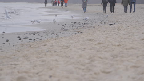 unrecognizable people walking on a sandy redlowo beach by the baltic sea in gdynia in slow motion on a winter day, a flock of seagulls strolling on wet sand