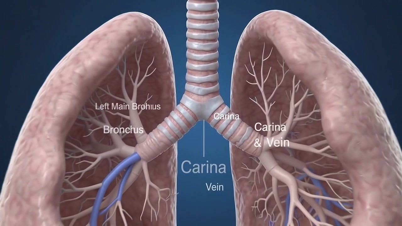 Animazione medica 3D del sistema respiratorio umano e dello scambio di gas