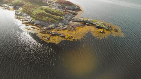 seals sunbathing on a rock near the sea in scotland