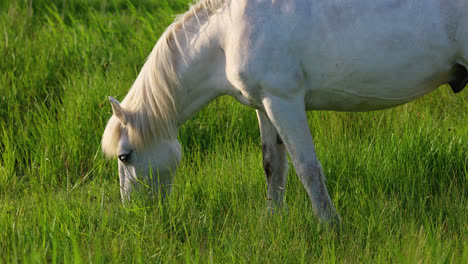 Ein-Weißes-Pferd-Grast-Auf-Einer-Sonnenbeschienenen-Weide-Und-Sonnt-Sich-Im-Schein-Des-Sonnenuntergangs,-Während-Es-Sich-An-Leuchtend-Grünem-Gras-Labt