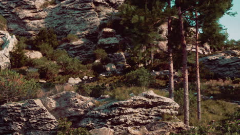 rocky mountain landscape with pine trees
