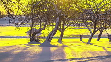 orchard trees casting shadow on snow from bright sunrise glow, time lapse