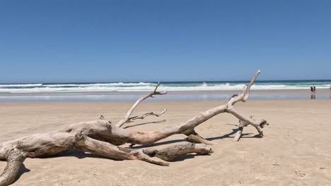 static beach scene with driftwood and ocean