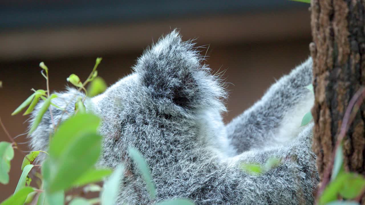 Um close-up de um coala subindo um tronco de árvore entre folhas verdes de eucalipto.