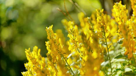 Leuchtend-Gelbe-Blüte-Aus-Nächster-Nähe-Aufgenommen