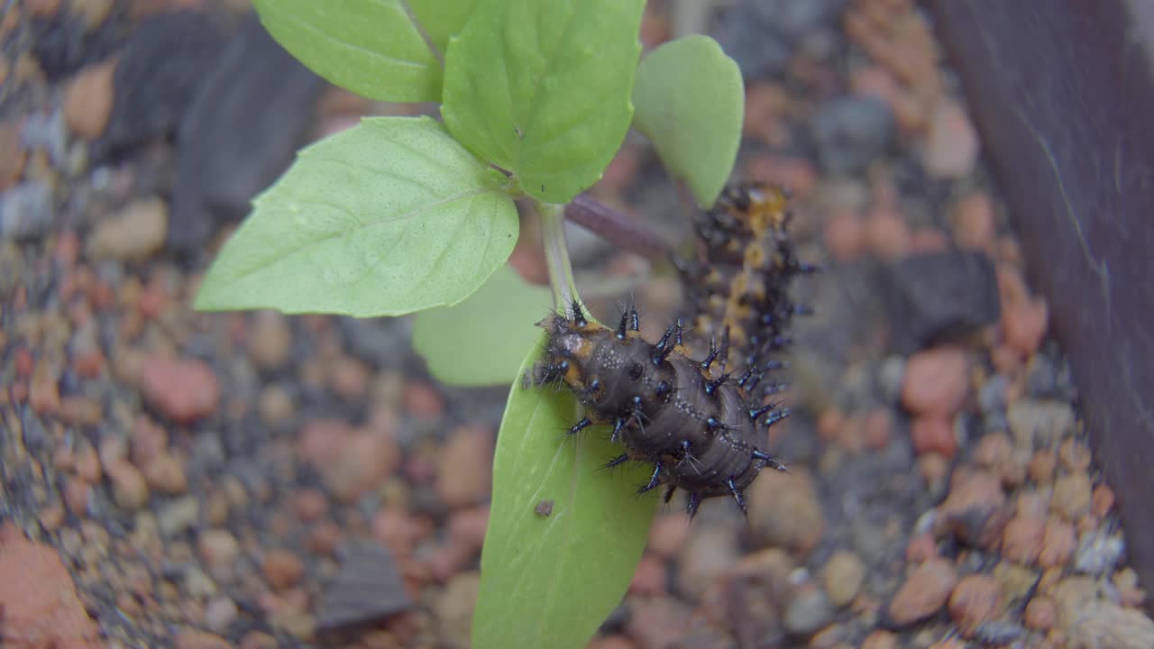 녹색 잎에 애벌레