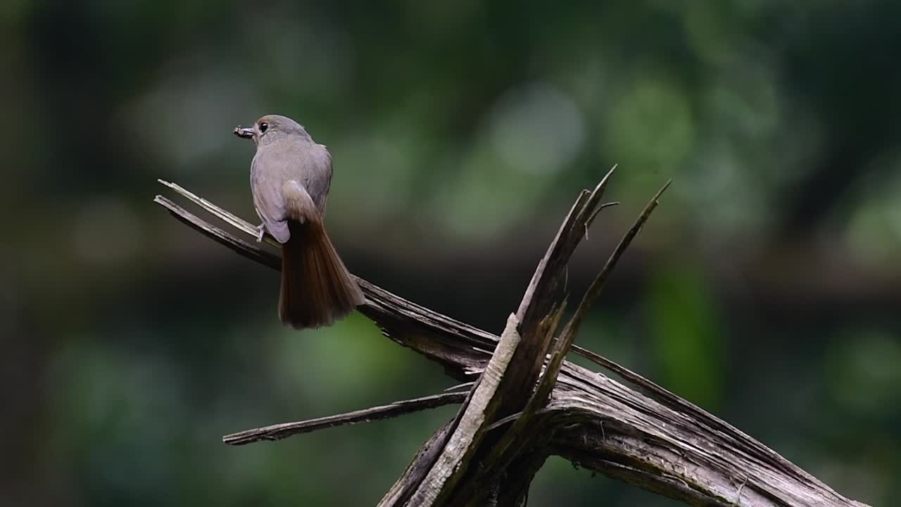 el papamoscas azul de la colina se encuentra en un hábitat de gran altura, tiene plumas azules y un pecho anaranjado para el macho, mientras que la hembra es de color marrón canela pálido y también con un pecho anaranjado en transición