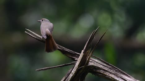 the hill blue flycatcher is found at high elevation habitat it has blue feathers and orange-like breast for the male, while the female is pale cinnamon brown and also with transitioned orange breast