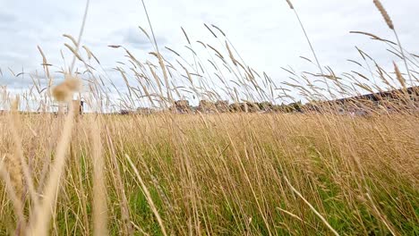 tall grass swaying in the breeze