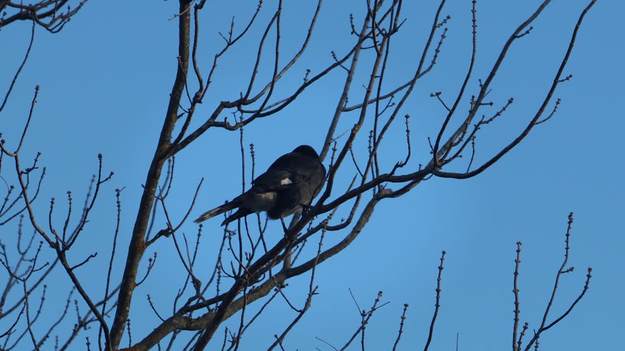 Black Bird Perched on a Bare Tree Branch Against a Clear Blue Sky