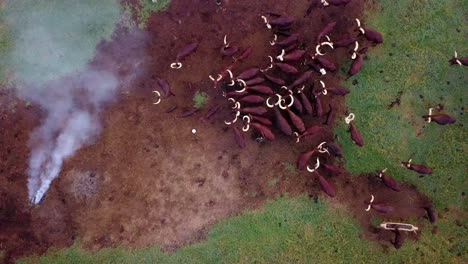 Vista-Superior-Del-Ganado-Ankole-Watusi-Con-Enormes-Cuernos-En-Uganda,-áfrica