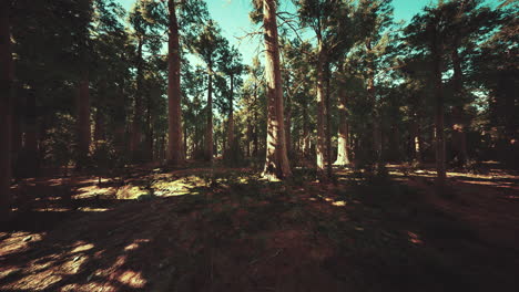 Sequoia-Tree-in-Yosemite-National-Park