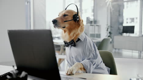 golden retriever wearing a headset and shirt in an office