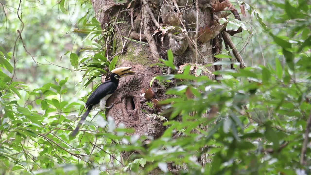 A nest then an individual come with some hardened mud in its mouth to deliver, Oriental Pied Hornbill Anthracoceros albirostris