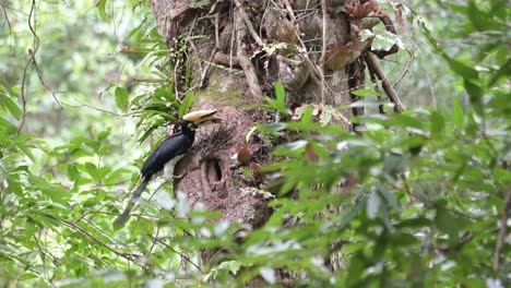 Ein-Nest,-Dann-Kommt-Ein-Individuum-Mit-Etwas-Gehärtetem-Schlamm-Im-Maul,-Um-Es-Zur-Welt-Zu-Bringen,-Der-Orientalische-Rattenhornvogel-Anthracoceros-Albirostris