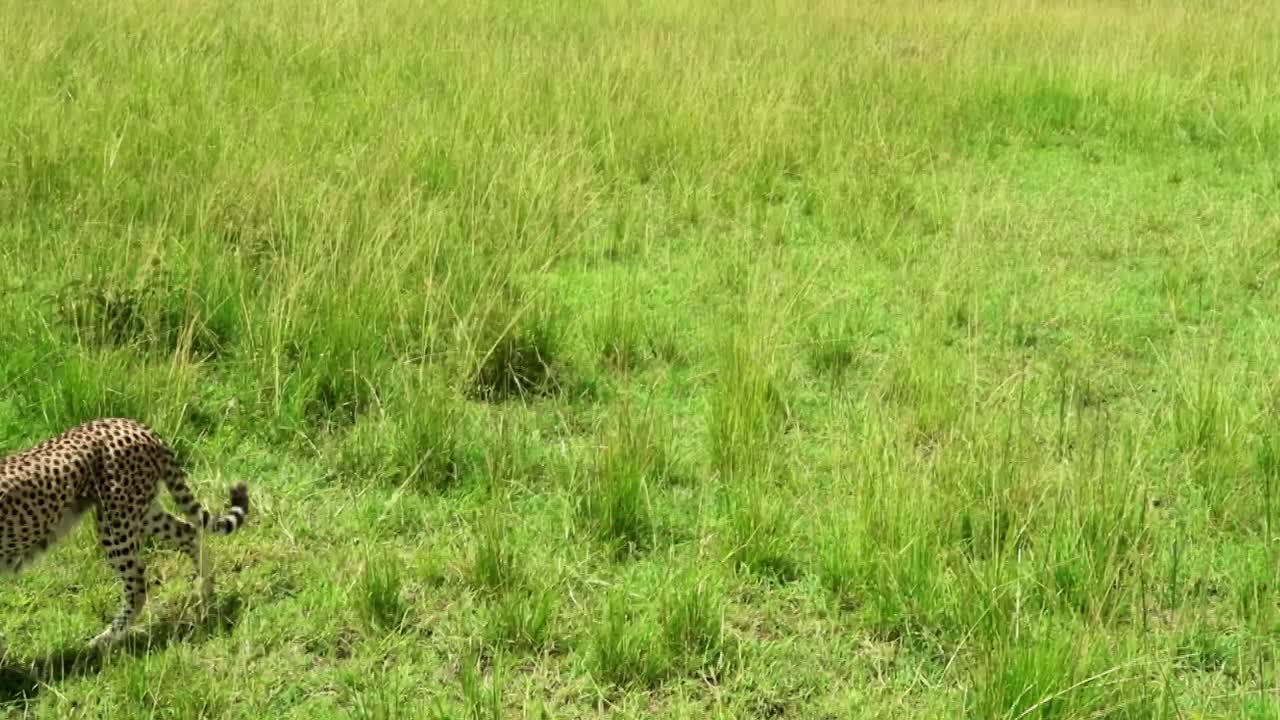 아프리카 사바나 녹색 평원에서 그녀를 따라다니는 치타와 자칼