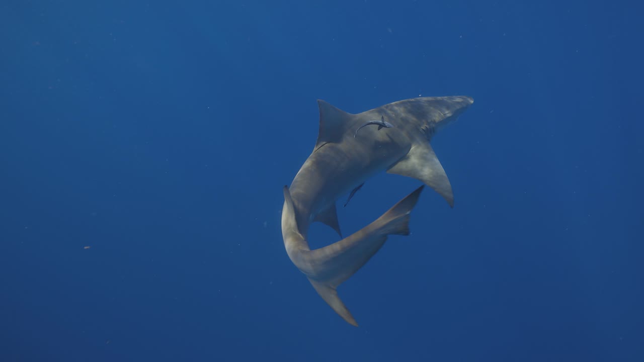 레모라와 함께 수영하는 레몬 상어 리 는 느린 동작