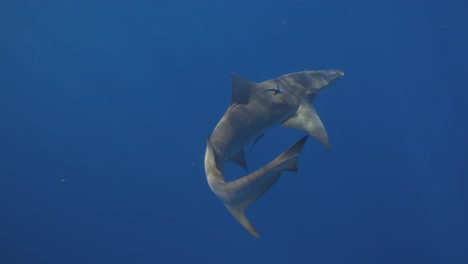 tiburón limón nadando con remora pez chupador movimiento lento movimiento de la cola