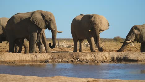 aggressive behaviour between male african elephants standing on the riverbank in nxai pan national park, botswana