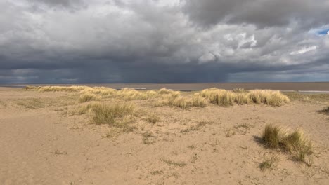 beach grass growing on a sunlit sandy beach with grey stormy sky