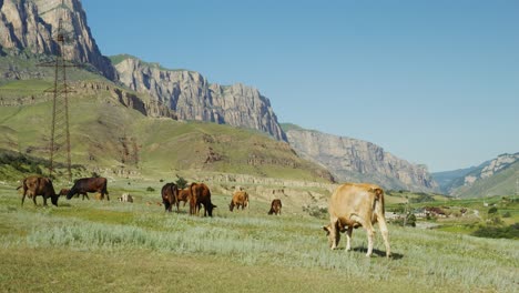 cows grazing in a mountain valley