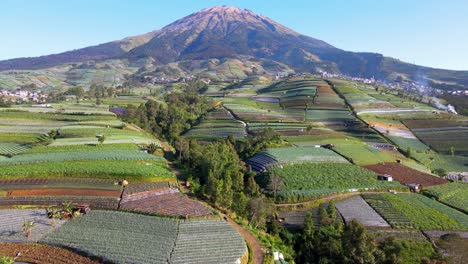 aerial view of lush vegetable plantation on the slope of mountain