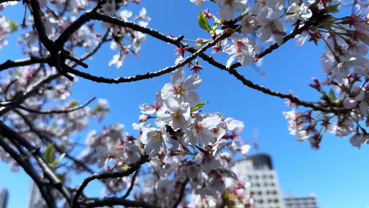 Albero di ciliegio in piena fioritura sotto il cielo blu nella città di Tokyo in primavera.