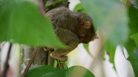 菲律賓一個小島上的小塔西爾 (tarsier)