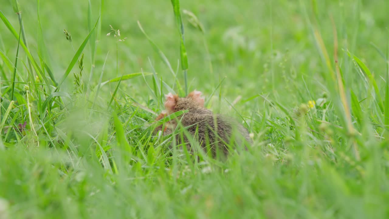 European hamster is foraging between tall grass, searching for seeds and plants