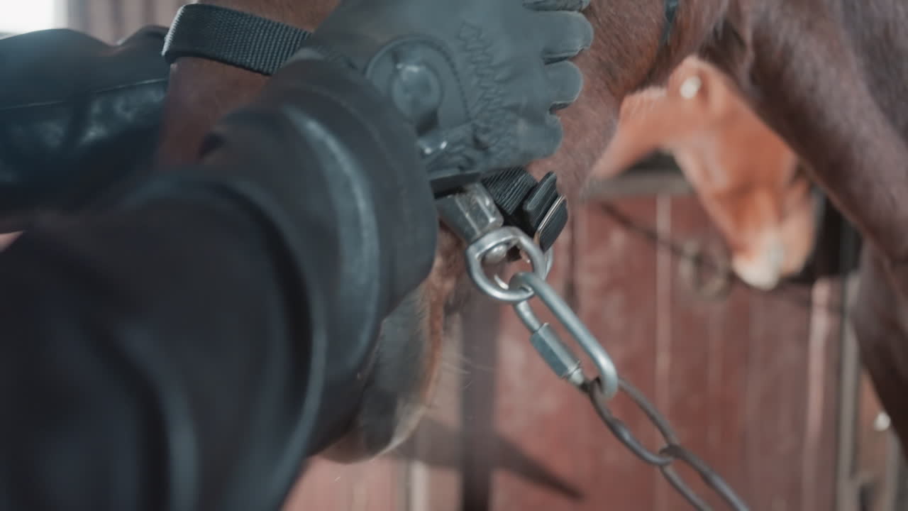 Bruin paard met halster in stal, gehandschoende verzorger maakt gesp vast en verstelt riem, close-up van manen en nek tegen houten stalwand, kalme sfeer toont vertrouwen tijdens intieme verzorgingsroutine