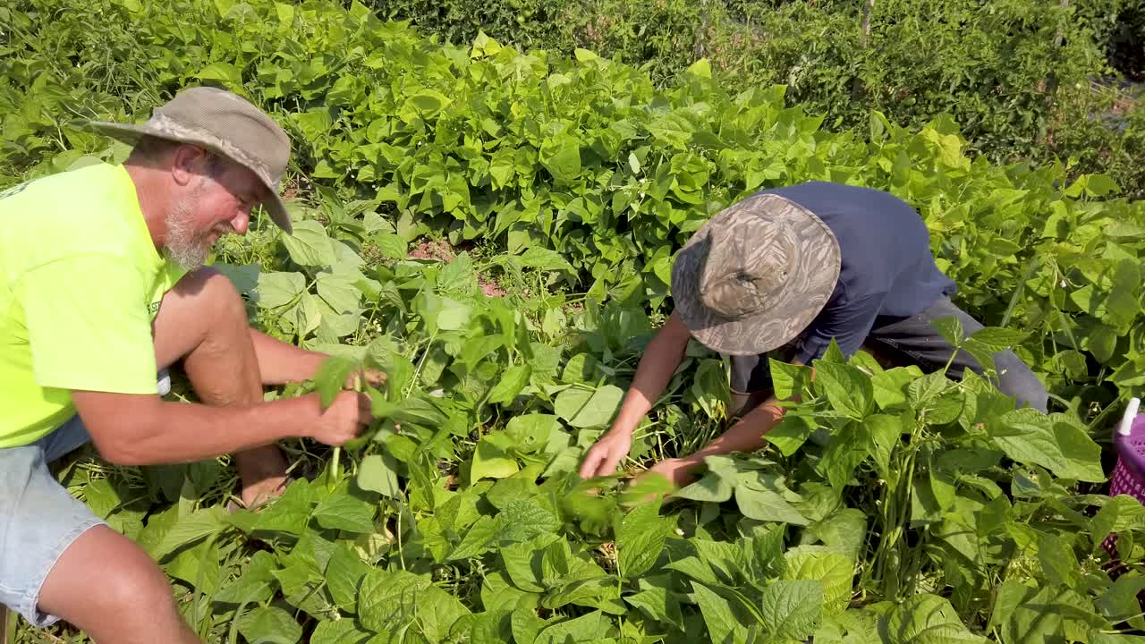 granjeros sentados en el suelo recogiendo judías verdes afuera-1