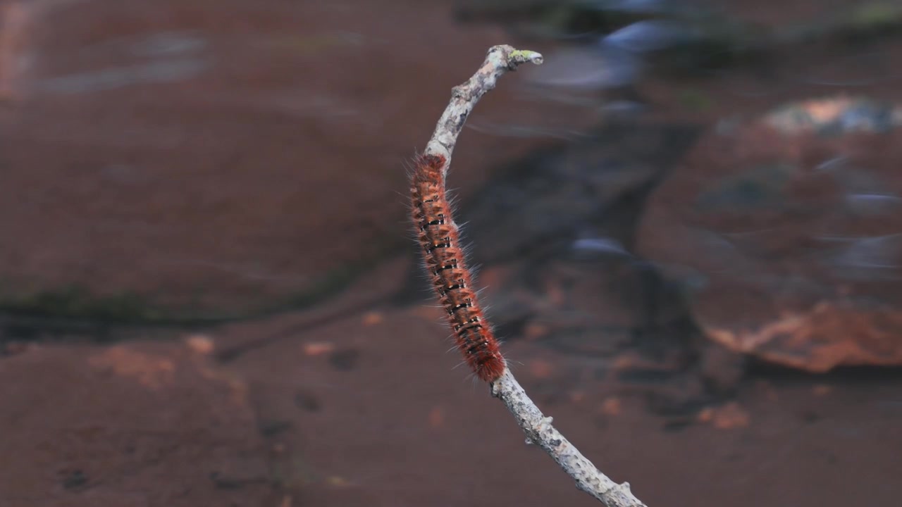 Un bruco marrone-rossastro con macchie nere striscia lungo un sottile ramoscello secco in un ambiente naturale esterno con uno sfondo terroso sfocato.
