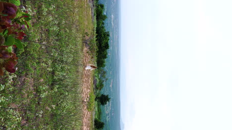 Woman-with-white-clothes-and-long-beautiful-red-hair-running-downslope-with-majestic-view