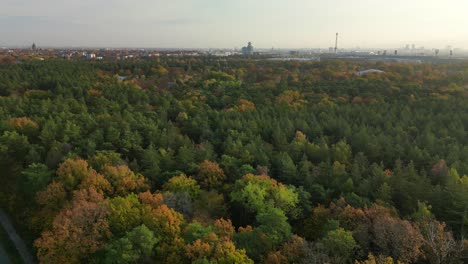 berlin grunewald is a mixed forest