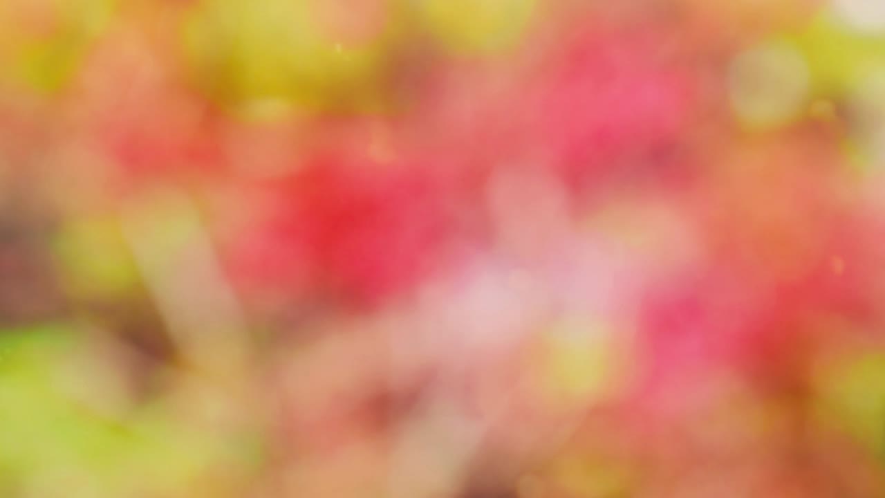 fondo de movimiento de bokeh de bosque abstracto