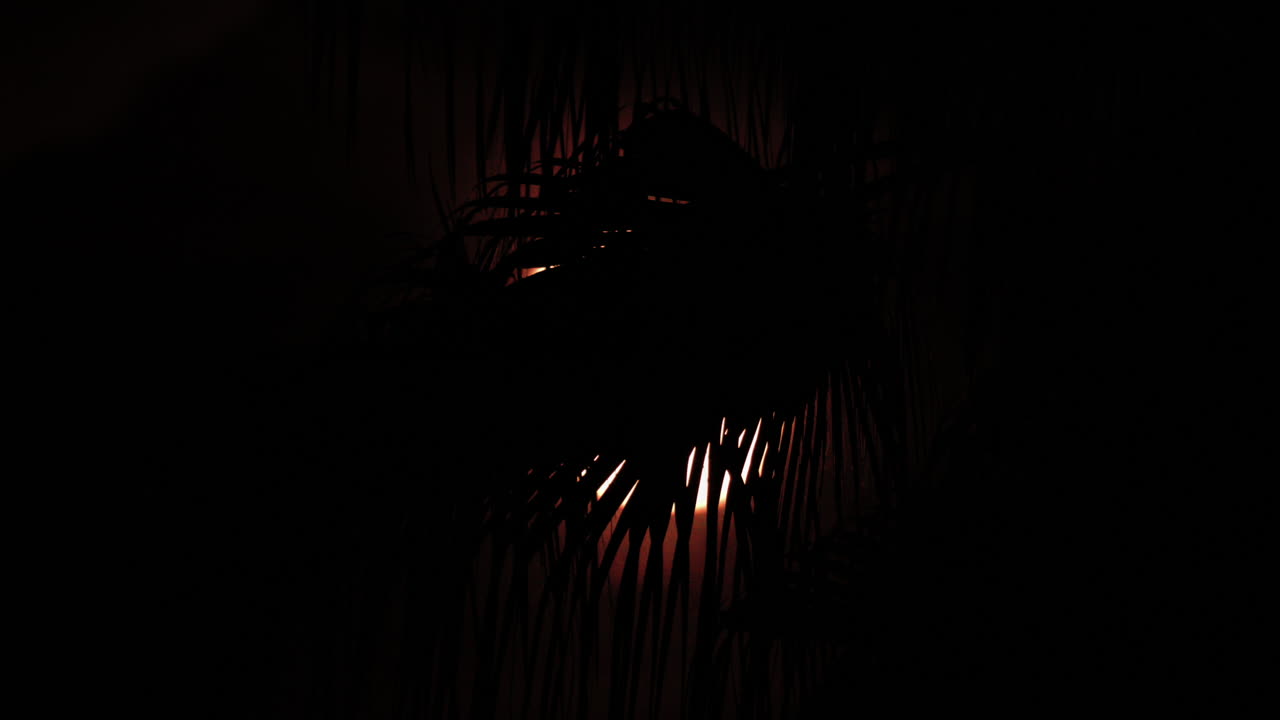 A palm leaf gently moves in front of a glowing moon, creating a serene tropical silhouette