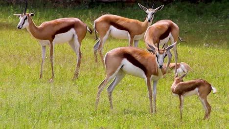 Babyantilope-Und-Ihre-Mutter-Hd-30fps