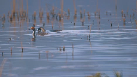 Chorlito-Crestado-Flotando-En-El-Agua-Del-Lago