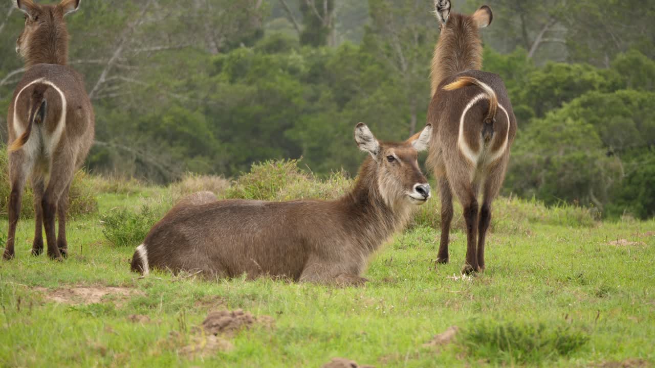 남아프리카 숲의 푸른 풀에서 휴식을 취하는 암 물새